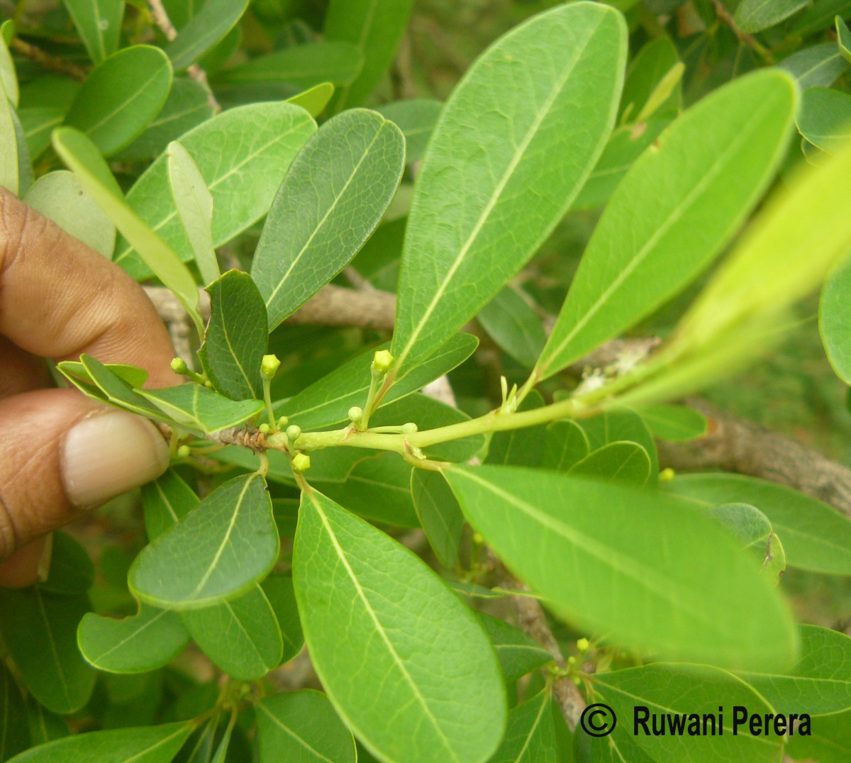 Erythroxylum monogynum Roxb.